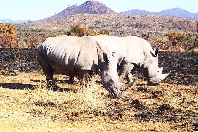 Pilanesberg national park day tour-Closed-vehicle - Key Points