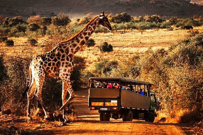 Pilanesberg national park day tour-Closed-vehicle - What Makes This Tour Stand Out?