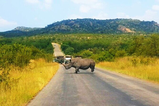 Pilanesberg national park day tour-Closed-vehicle - Who Should Consider This Tour?