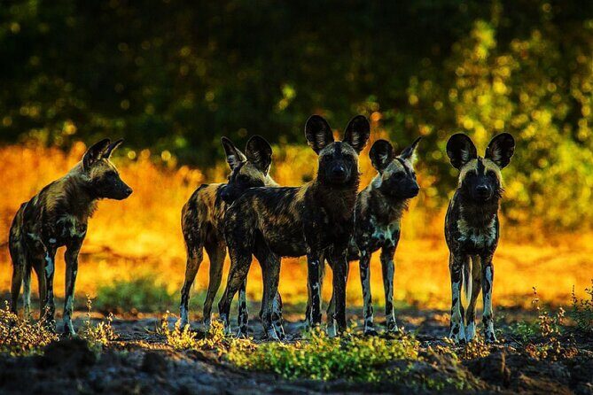Pilanesberg national park day tour-Closed-vehicle - FAQ
