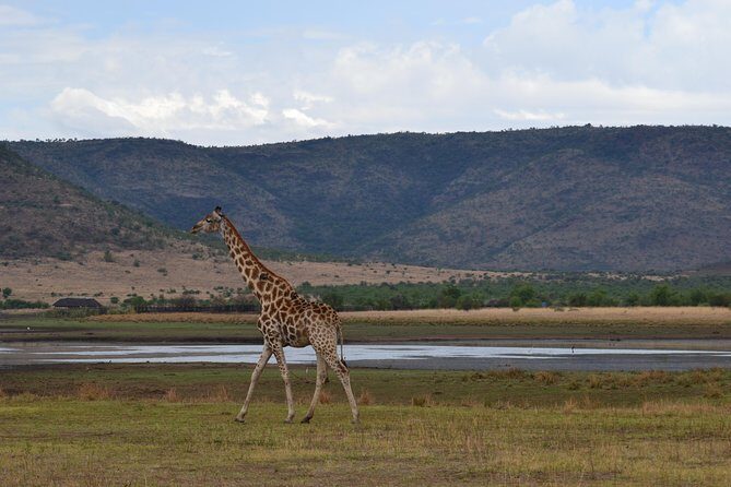 Pilanesberg National Park Day Tour from Pretoria, every SATURDAY - An Introduction to Pilanesberg National Park