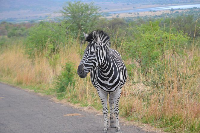 Pilanesberg National Park Day Tour from Pretoria, every SATURDAY - Arriving at Pilanesberg