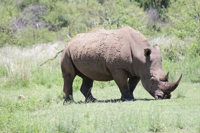Pilanesberg National Park Day Tour from Pretoria, every SATURDAY - Lunch and休息