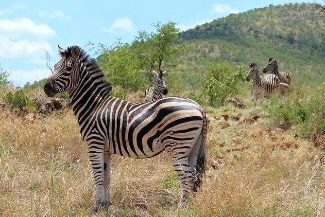 Pilanesberg National Park Full Day Safari From Johannesburg - The Experience in Detail