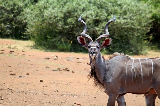 Pilanesberg National Park Full Day Safari From Johannesburg - The Sum Up