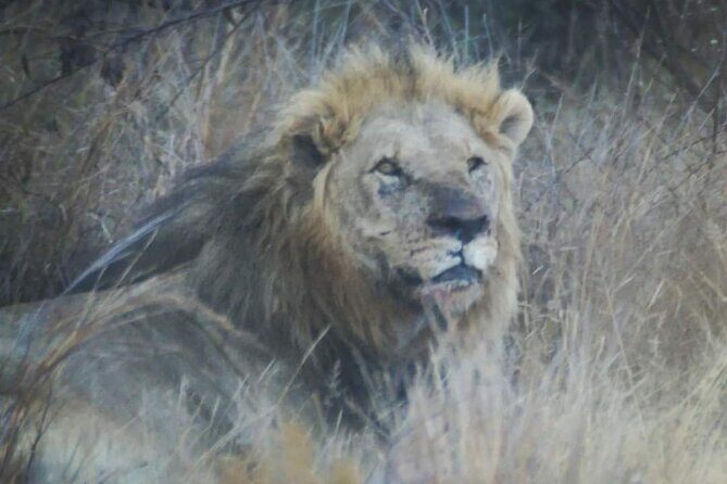 Pilanesberg National Park Safari, BIG 5 Full Day - Key Points