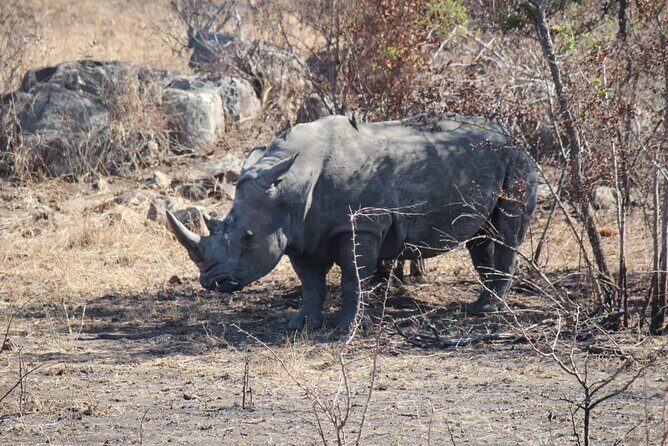 Pilanesberg National Park Safari, BIG 5 Full Day - The Full Experience: What to Expect