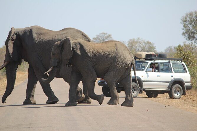 Pilanesberg National Park Safari, BIG 5 Full Day - Insights from Reviews: Authentic Perspectives