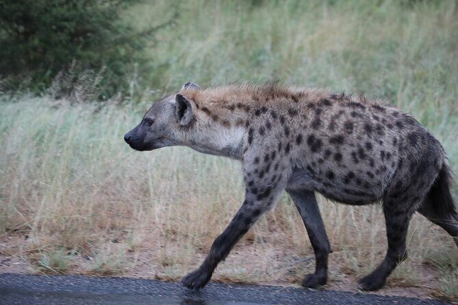 Pilanesberg National Park Safari, BIG 5 Full Day - Who Should Consider This Tour?