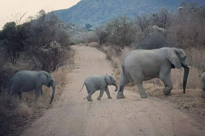 Pilanesberg National Park Safari, BIG 5 Full Day - The Sum Up