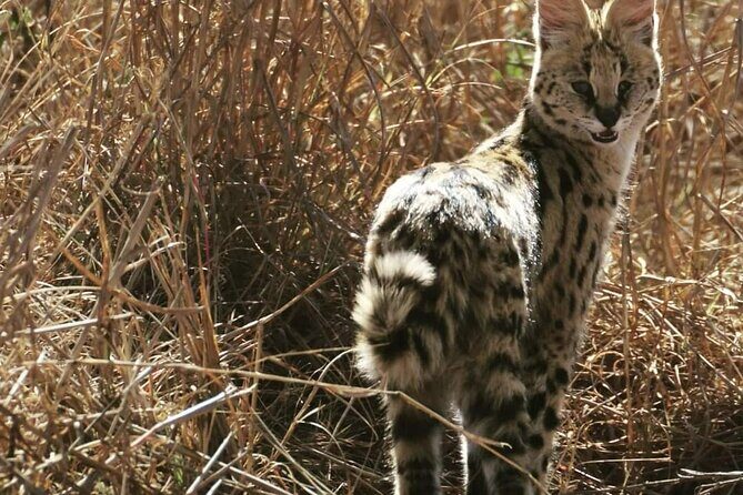 Pilanesberg National Park Safari, BIG 5 Full Day - FAQ