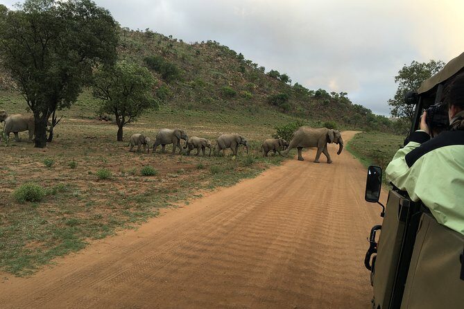 Pilanesberg National Park Safari from Johannesburg - An In-Depth Look at the Safari Experience