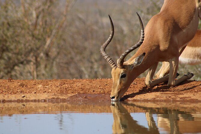 Pilanesberg National Park Safari in Open Vehicle from Johannesburg - An In-Depth Look at the Safari Experience