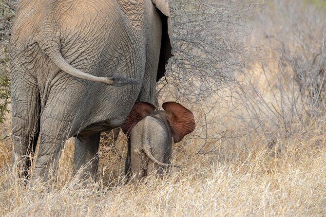 Pilanesberg National Park Safari in Open Vehicle from Johannesburg - Who Is This Tour Best For?