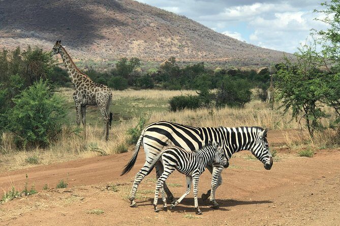 Pilanesberg National Park Safari in Open Vehicle from Johannesburg - FAQs