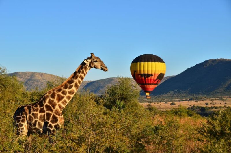 Pilanesberg National Park/Sun City Hot Air Balloon Safari - Pilanesberg National Park/Sun City Hot Air Balloon Safari Review
