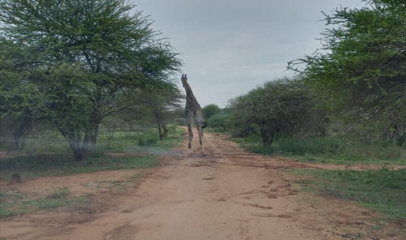 Pilanesberg National Park - Final Thoughts