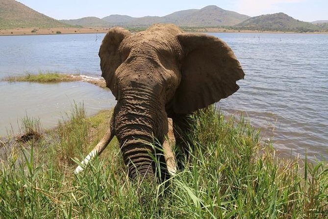 Pilanesberg Nature Reserve - Engaging Overview: Why We Love This Tour