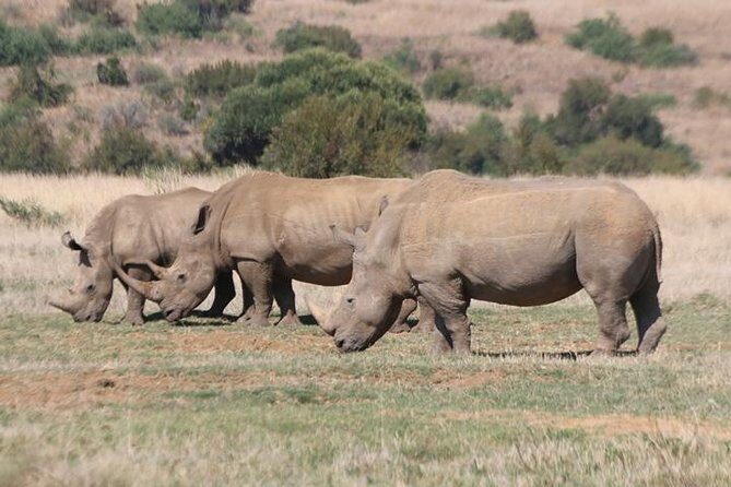 Pilanesberg Nature Reserve - A Closer Look at the Experience
