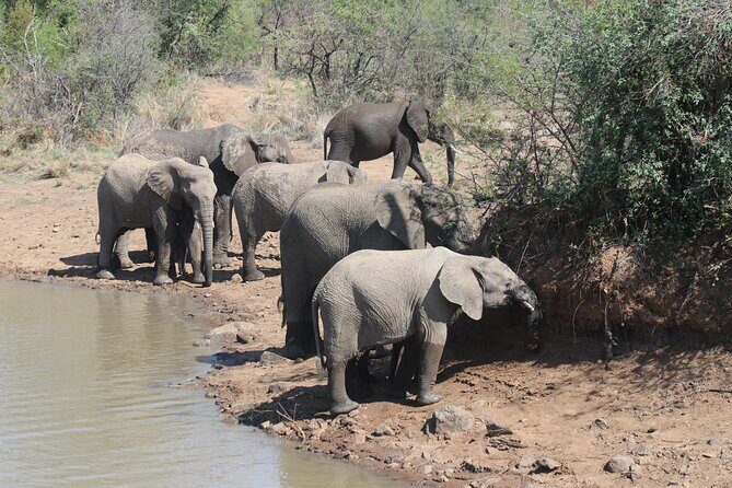 Pilanesberg Nature Reserve - Why It’s a Great Choice