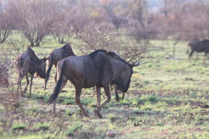 Pilanesberg Nature Reserve - The Sum Up