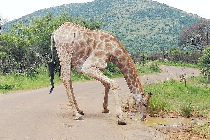 Pilanesberg Nature Reserve & Safari Park Lion Private - Final Thoughts