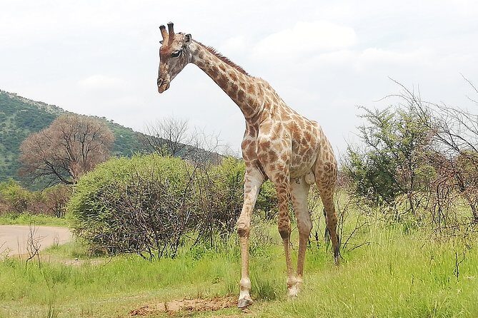 Pilanesberg Nature Reserve & Safari Park Lion Private - Frequently Asked Questions (FAQ)