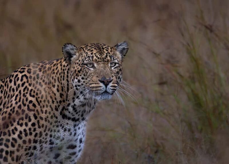Pilanesberg Prestige Safari - Pilanesberg Prestige Safari Review