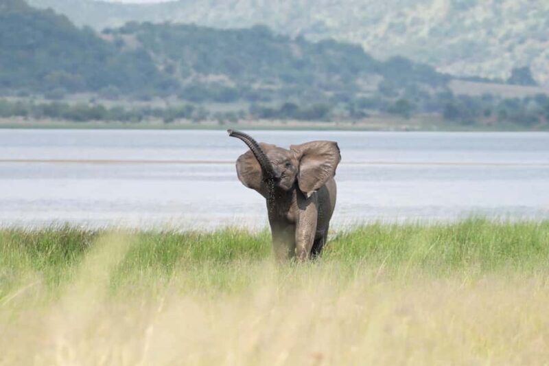 Pilanesberg Prestige Safari - Key Points