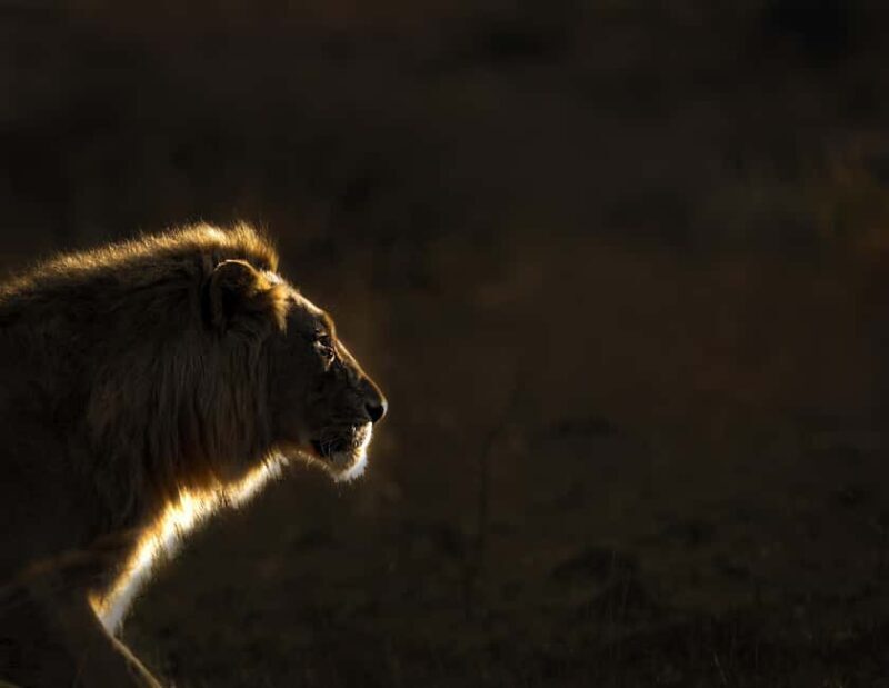 Pilanesberg Prestige Safari - What Sets This Safari Apart?