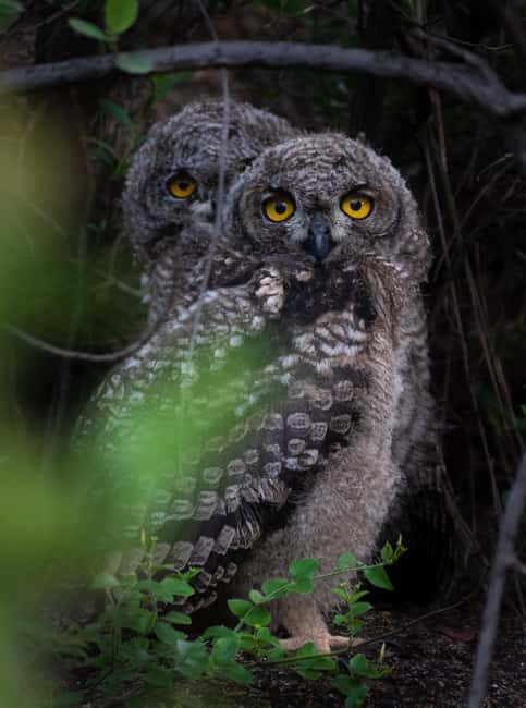 Pilanesberg Prestige Safari - FAQs