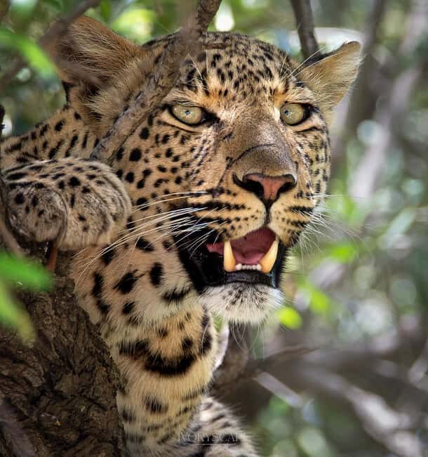 Pilanesberg Prestige Safari - Final Thoughts