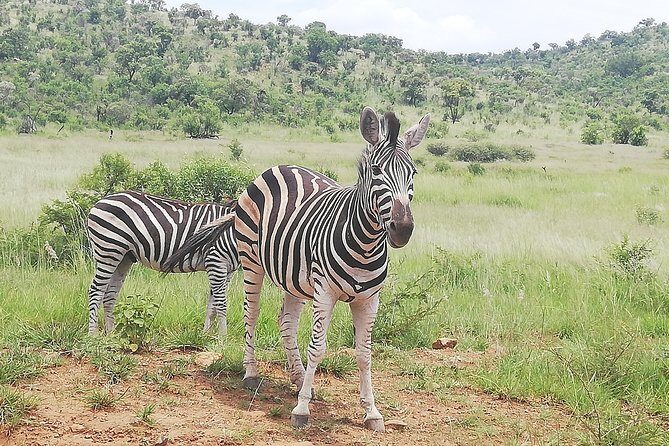 Pilanesberg Safari 3 Days 4 Star Private - Key Points