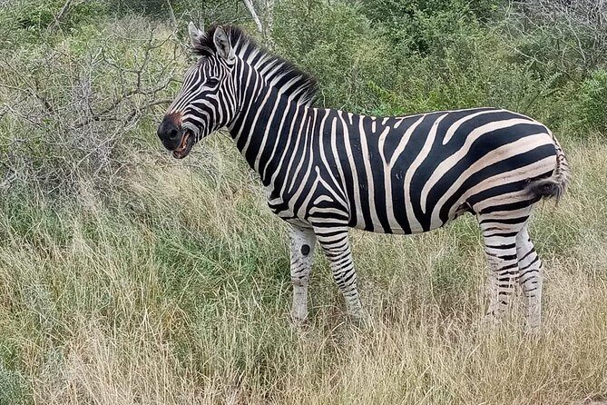 Pilanesberg Safari Day Tour - Transportation and Logistics