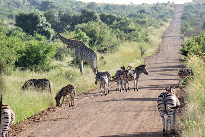 Pilanesberg Safari experience - Key Points