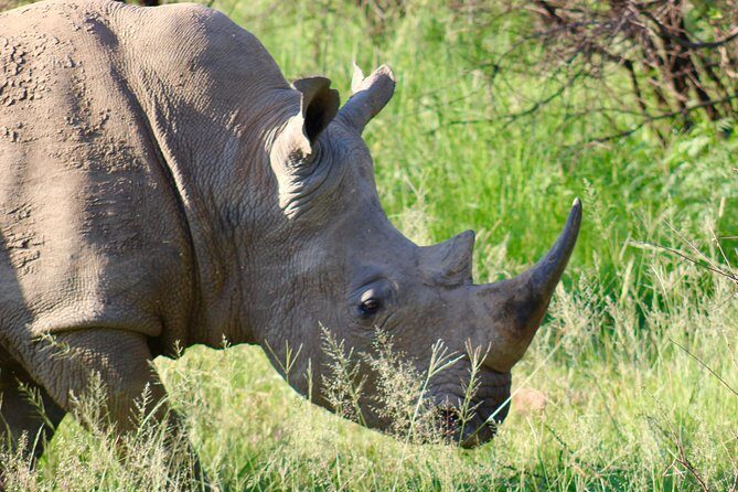 Pilanesberg Safari experience - An In-Depth Look at the Pilanesberg Safari Tour