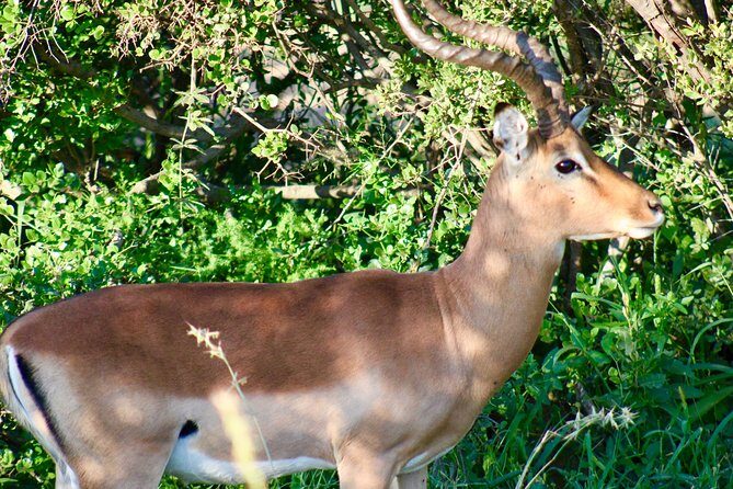 Pilanesberg Safari experience - FAQ