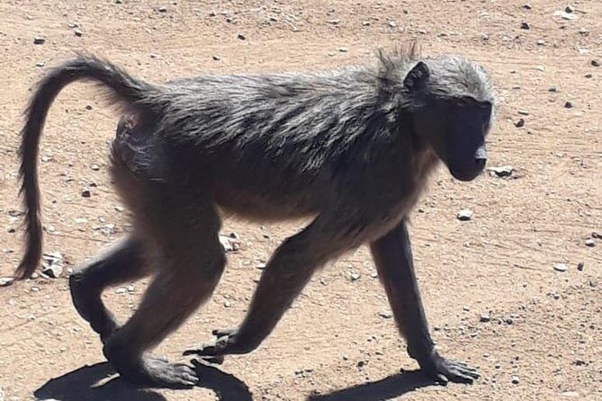 Pilanesberg Safari Fullday - What Makes Pilanesberg Special?