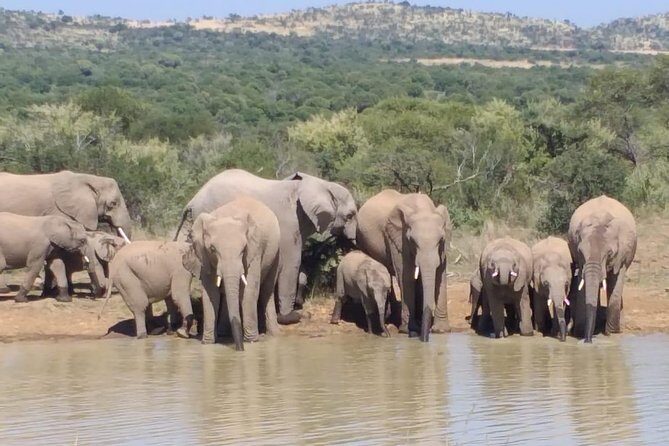 Pilanesberg Safari Fullday - What’s Included and What’s Not?