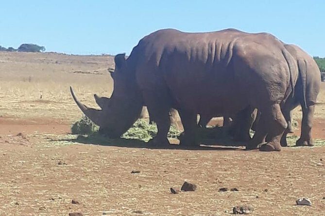 Pilanesberg Safari Fullday - The Authentic Touch: Reviews and Guides