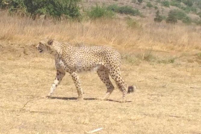 Pilanesberg Safari Fullday - Practical Tips for Travelers