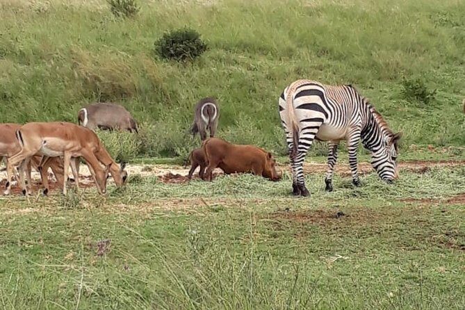 Pilanesberg Safari Fullday - FAQ