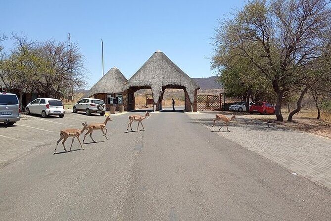 Pilanesberg Safari Open vehicle game Full Day - Connectivity and Comfort