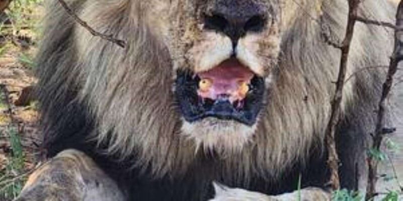 Pilanesberg : Sunrise Morning Game Drive - Final Thoughts: Is This Safari for You?