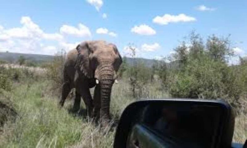Pilanesberg : Sunset Afternoon Drive - Discover the Sunset Afternoon Drive in Pilanesberg