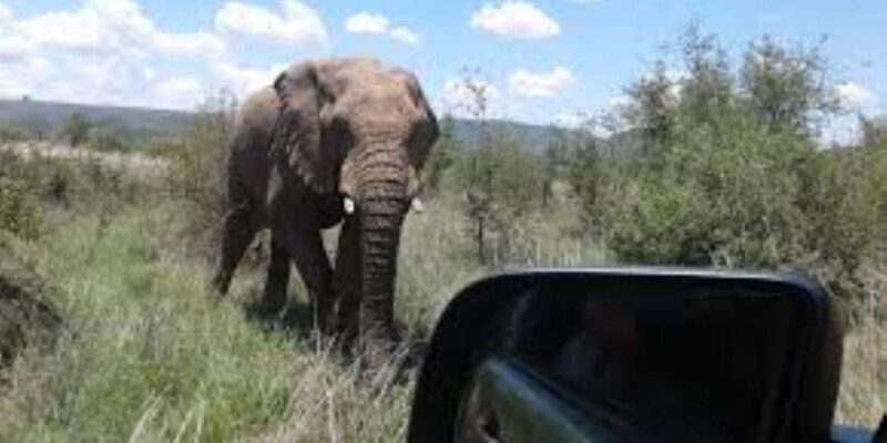 Pilanesberg : Sunset Afternoon Drive - FAQs