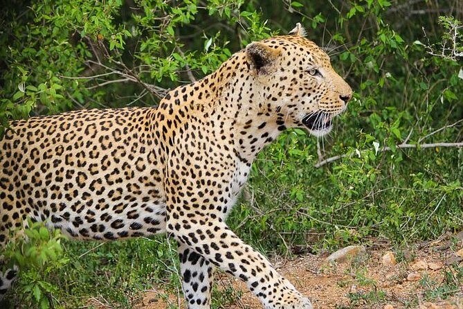 Pilanesberg Wildlife Safari - The Allure of Pilanesberg National Park