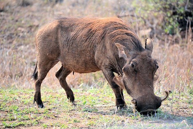 Pilanesberg Wildlife Safari - Practical Details and Tips