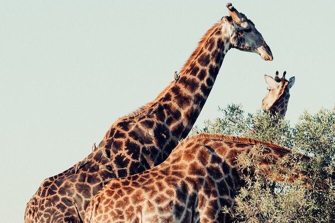 Pilanesberg Wildlife Safari - Considering the Experience