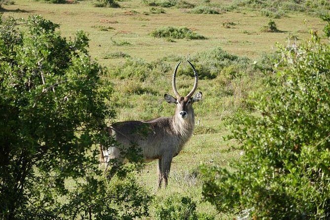 Pilanesberg Wildlife Safari - Who Should Book This Tour?